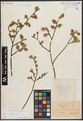 Foto von Salix aurita L.